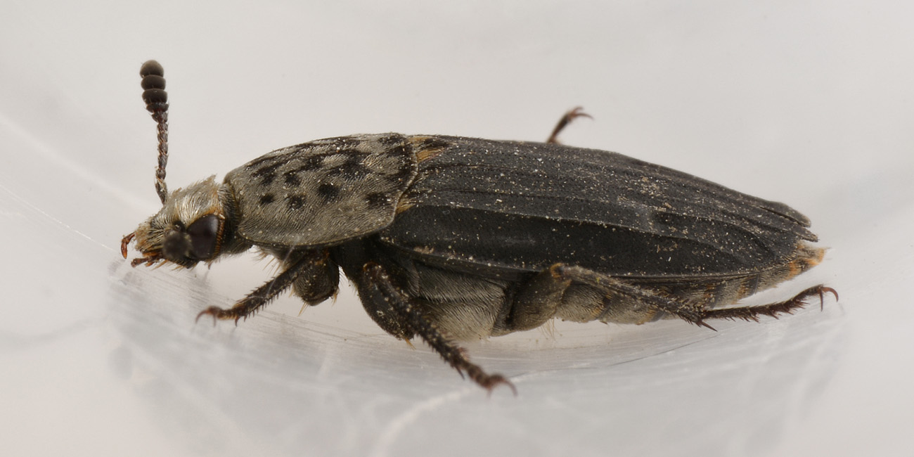 Silphidae, Thanatophilus sinuatus? S, femmina